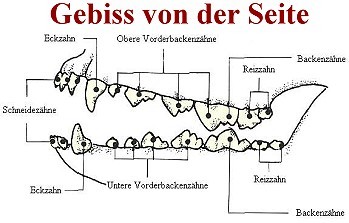 Anatomie Dogland